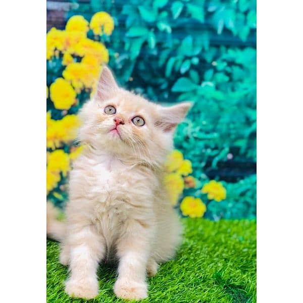 Persian hamalian british punch face piki face cat's and kitten's 17