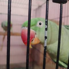 raw Pahari parrot pair breeder taking 0