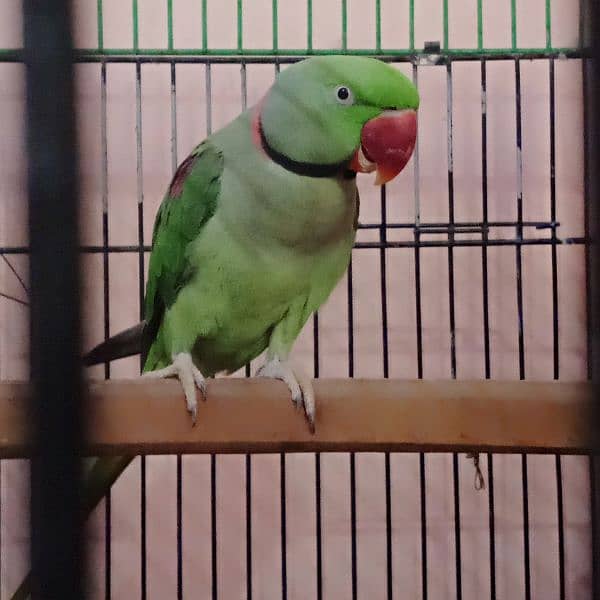 raw Pahari parrot pair breeder taking 1