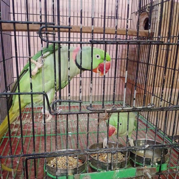 raw Pahari parrot pair breeder taking 2