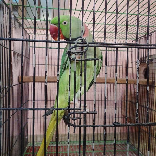raw Pahari parrot pair breeder taking 3