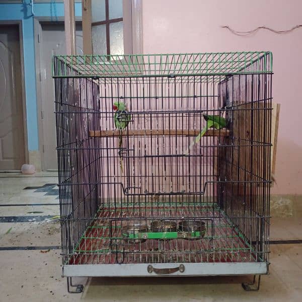 raw Pahari parrot pair breeder taking 5