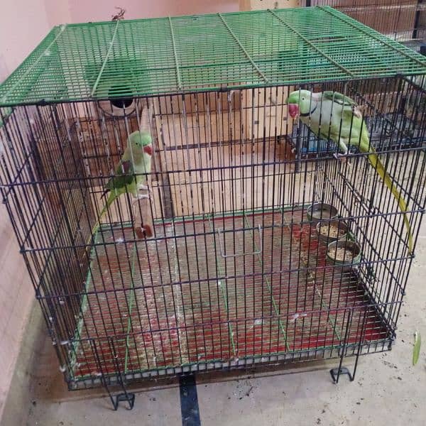 raw Pahari parrot pair breeder taking 7