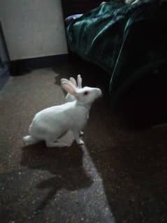 female rabbit