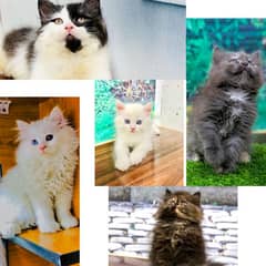 Persian hamalian british punch face piki face cat's and kitten's