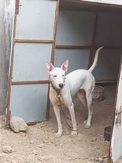 bull terrier alla naslee dog hai