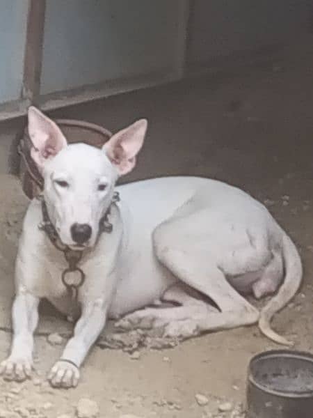 bull terrier alla naslee dog hai 1