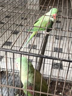 Pahari raw parrot pair