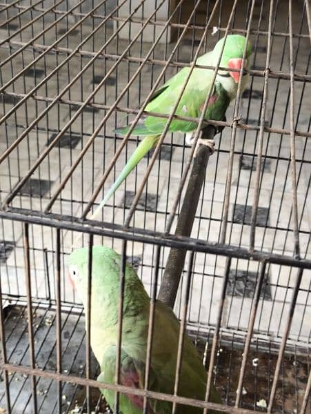 Pahari raw parrot pair 0