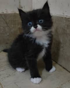 Persian cat/black and white Persian cat