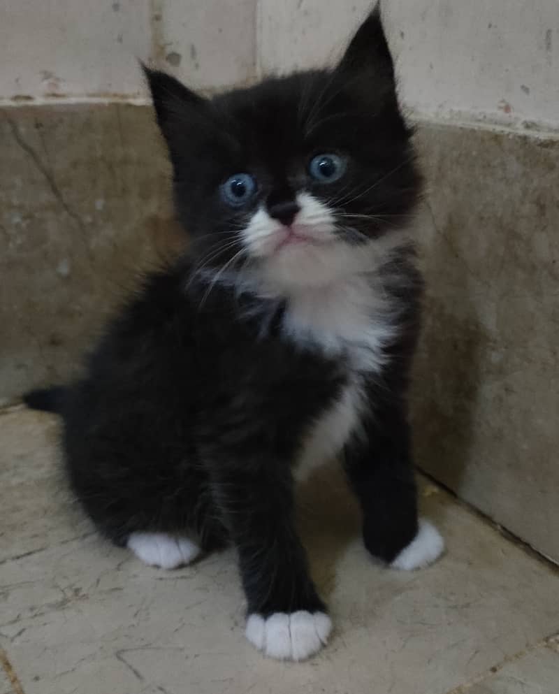 Persian cat/black and white Persian cat 0
