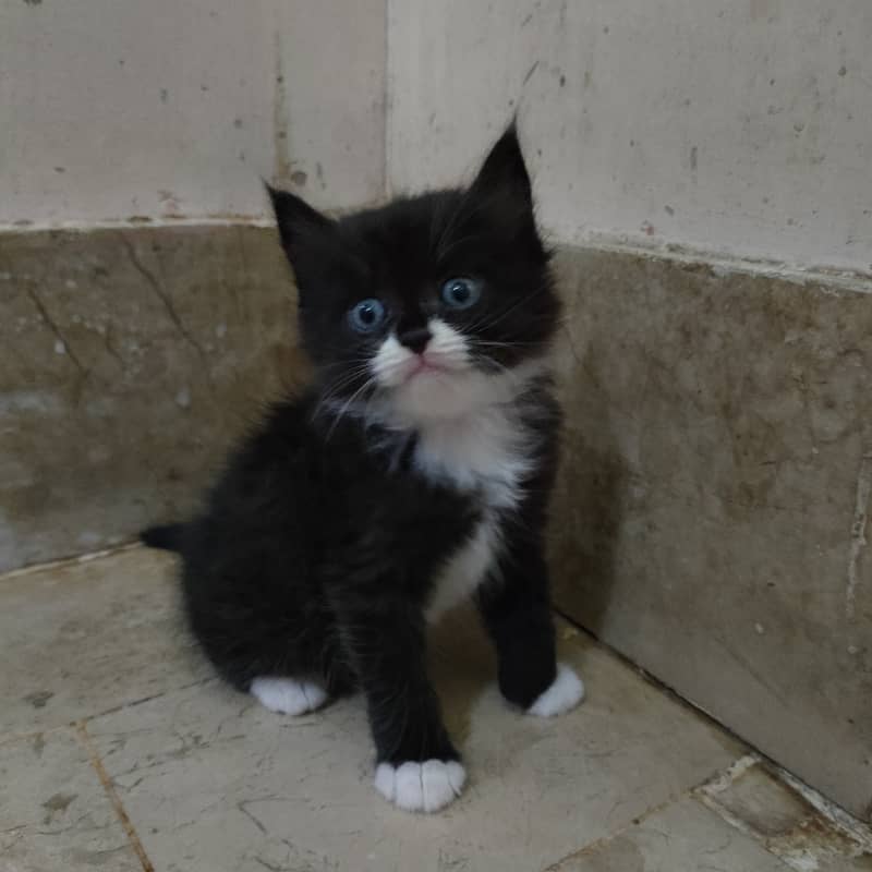 Persian cat/black and white Persian cat 1