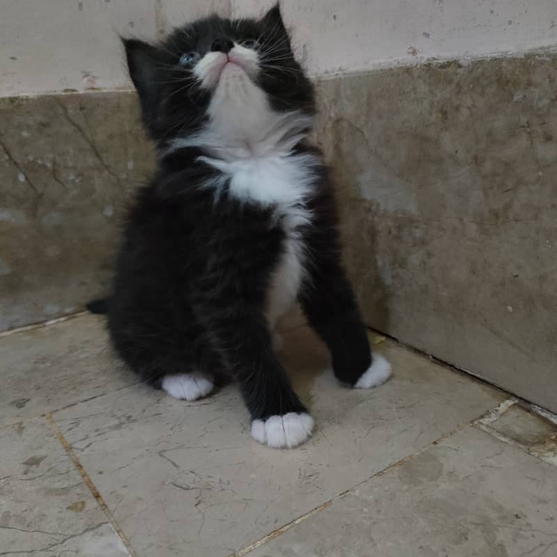 Persian cat/black and white Persian cat 2