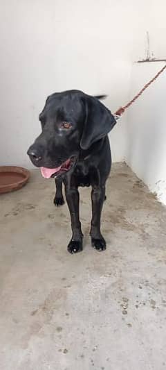 black labrador pair 0