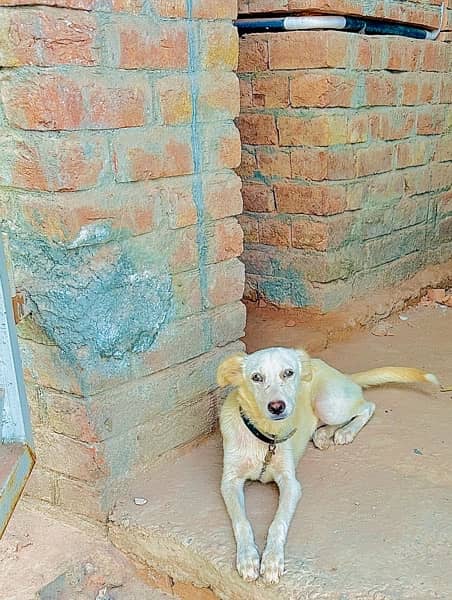 Gaddi Bakarwal Female Dog fully trained 0