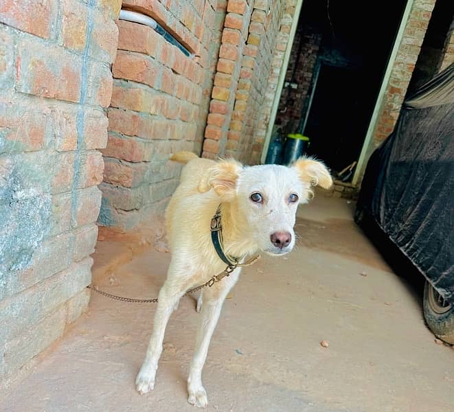 Gaddi Bakarwal Female Dog fully trained 1