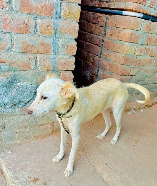 Gaddi Bakarwal Female Dog fully trained 2