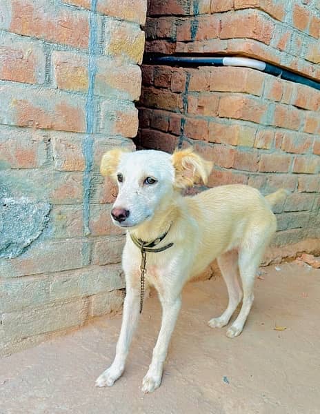 Gaddi Bakarwal Female Dog fully trained 3