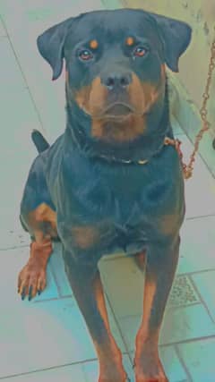 Male rottweiler available for cross contact for information