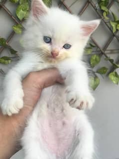 percian Kittens