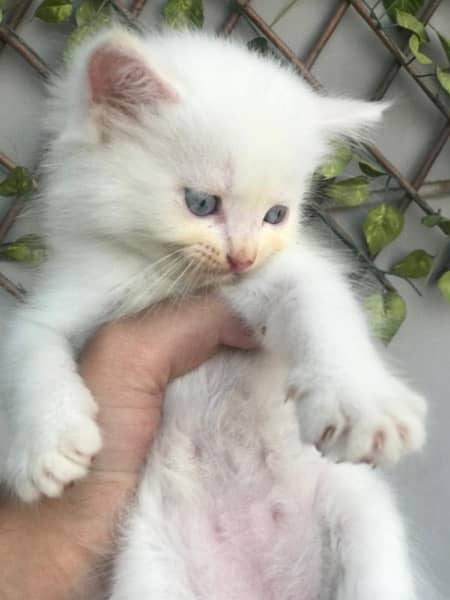 percian Kittens 1