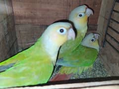 5 lovebirds Pinaple knor are available. 2 pairs and 1 male.
