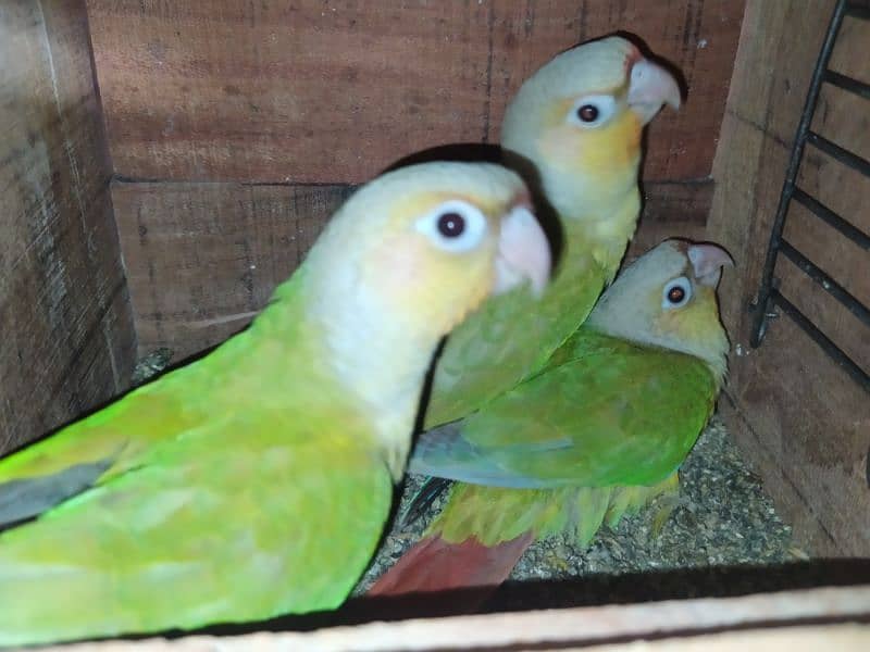 5 lovebirds Pinaple knor are available. 2 pairs and 1 male. 0