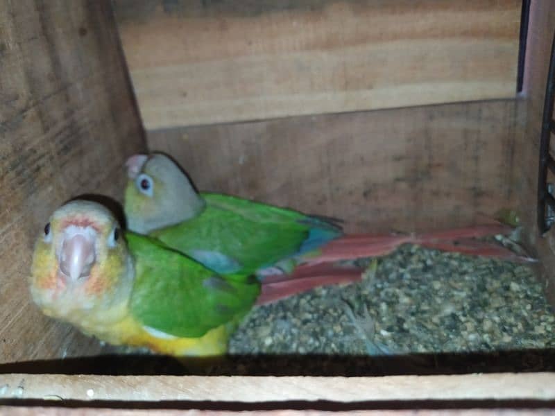 5 lovebirds Pinaple knor are available. 2 pairs and 1 male. 1