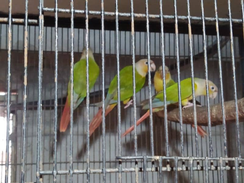 5 lovebirds Pinaple knor are available. 2 pairs and 1 male. 2
