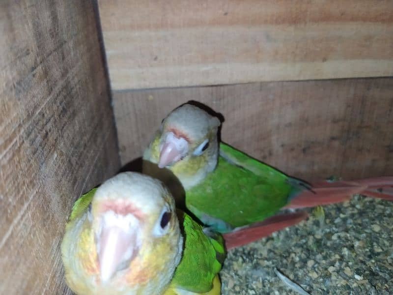 5 lovebirds Pinaple knor are available. 2 pairs and 1 male. 3