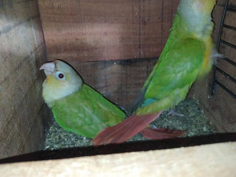 5 lovebirds Pinaple knor are available. 2 pairs and 1 male. 4