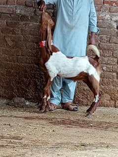 Bakra sale