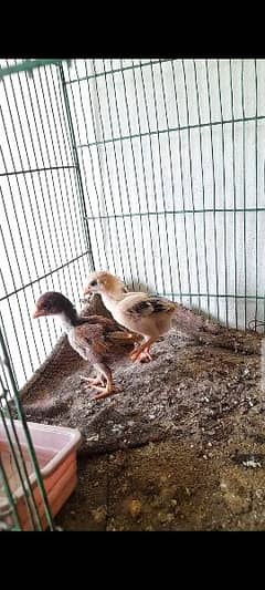 Aseel patha pathi aur chicks