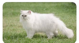 Beautiful Persian cat 0