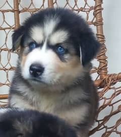 Top Quality Siberian Huskies Male & Female Blue Eyes & Unique Color