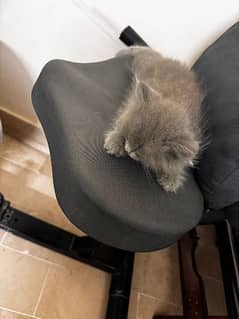 Urgent sale gray male Persian baby cat 0