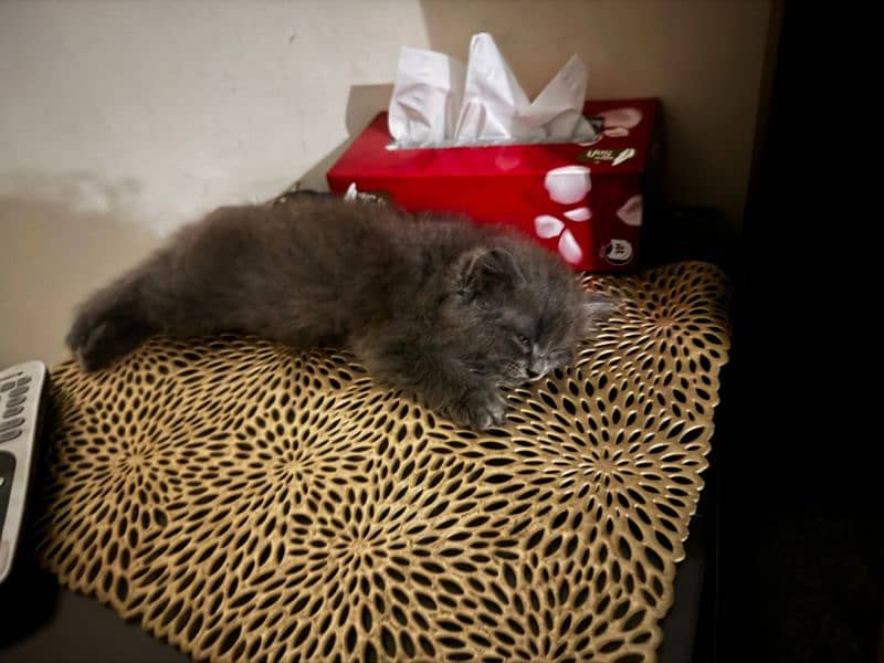 Urgent sale gray male Persian baby cat 1