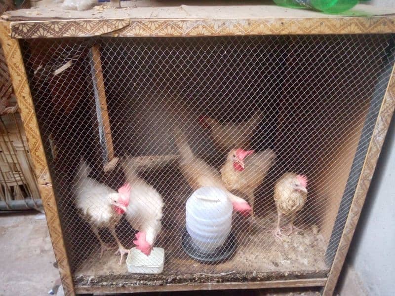 hen cage / Hen house/ hen pinjra 1