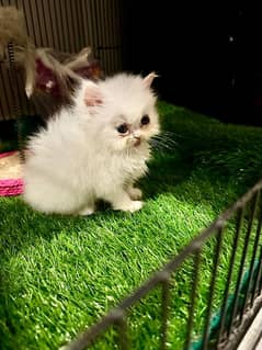 Odd Eyes Punch Face white kitten