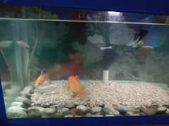 2fit aquarium with 6 fishes