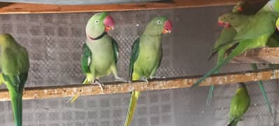 Raw breeder pair male talking bhi karta ha 0