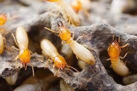 Pest Control/Termite Control/Fumigation Spray/Deemak Control Services 8