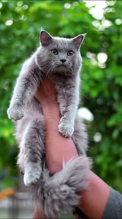 gray male cat - pershian male - Tripple Coted