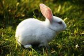 selling a Rabbits. Male and Female