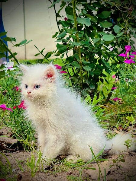 Pure Persian Punched Face Kitten 6