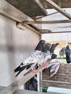 Pigeons for sale 1200 per kabootar