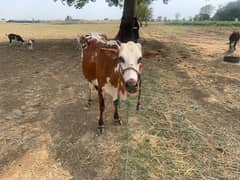 cow for sale jersey and vilaiti