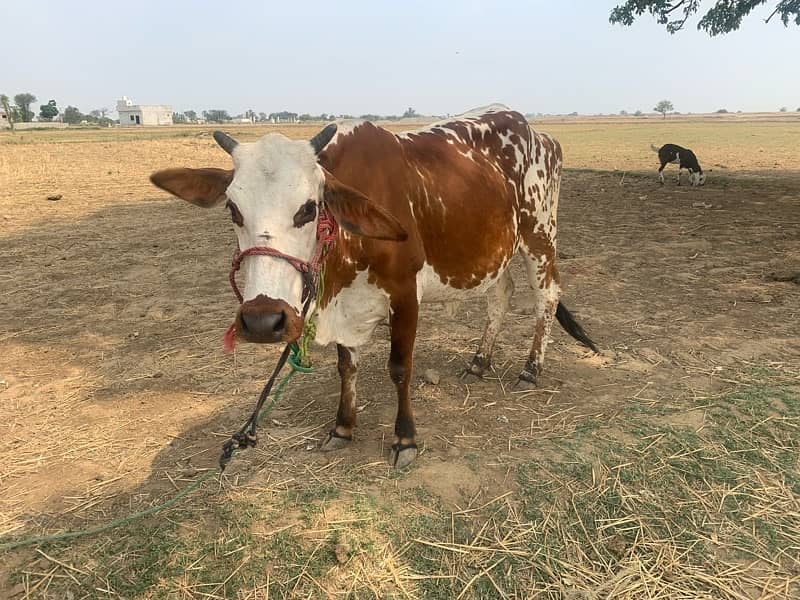 cow for sale jersey and vilaiti 2