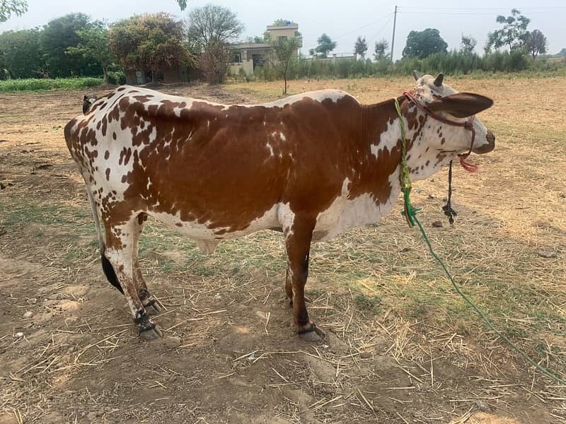 cow for sale jersey and vilaiti 6