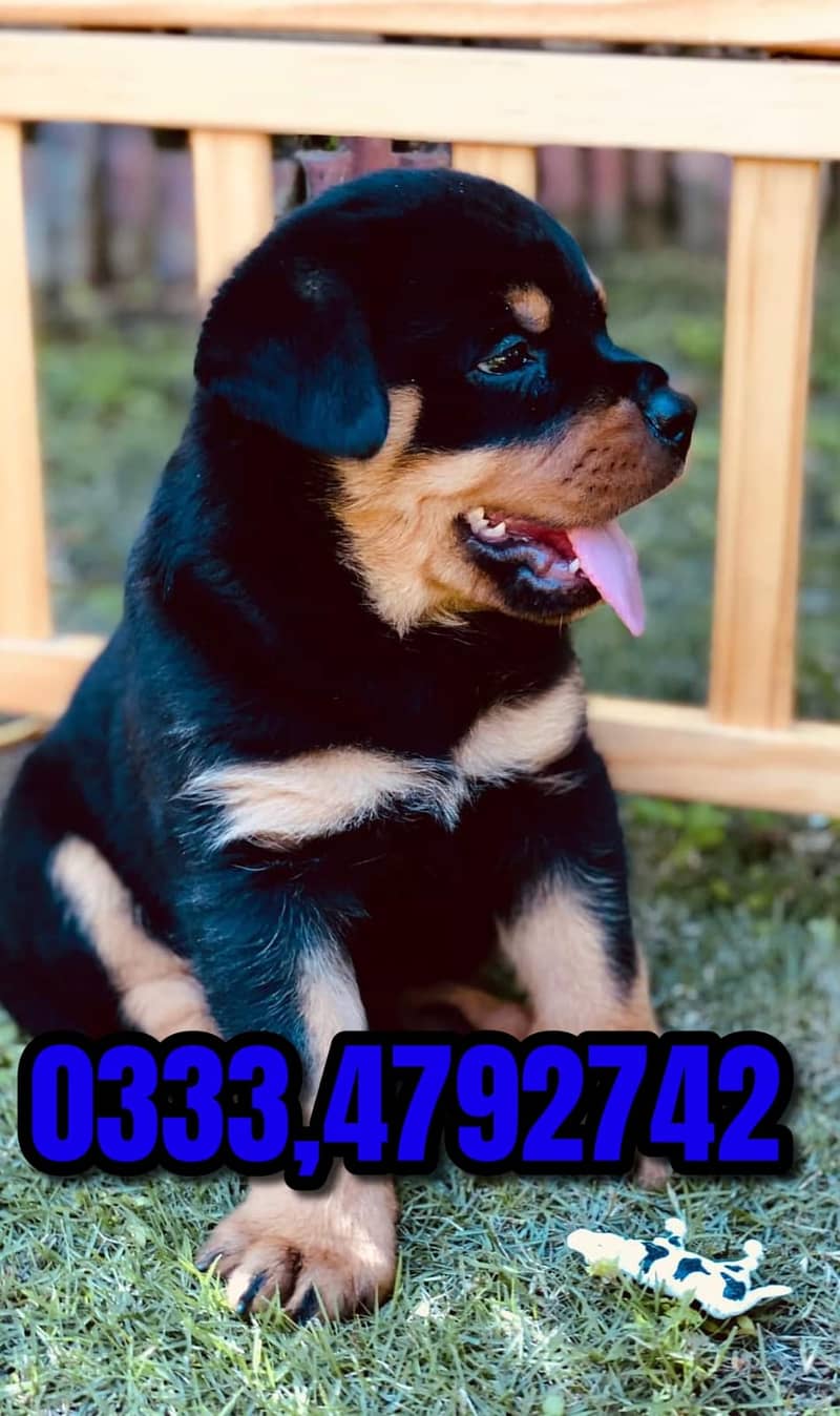 Rottweiler puppy  03334792742 1